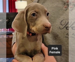 Weimaraner Puppy for sale in BERESFORD, SD, USA