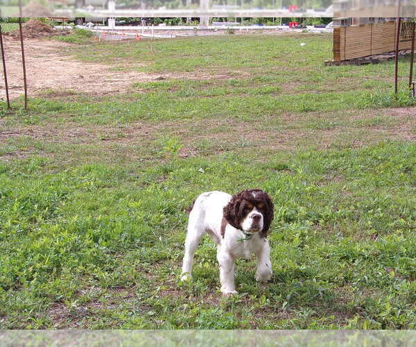 Full screen Photo #3 Cocker Spaniel Puppy For Sale in CROSSVILLE, TN, USA