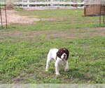 Small Photo #3 Cocker Spaniel Puppy For Sale in CROSSVILLE, TN, USA