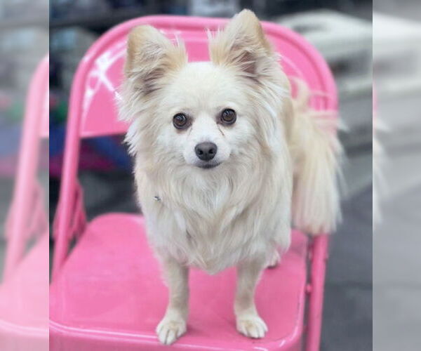 Medium Photo #4 Pomeranian Puppy For Sale in Chino Hills, CA, USA