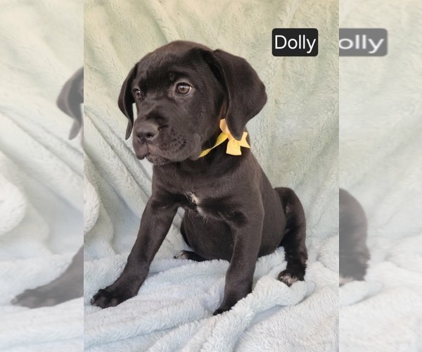 Medium Photo #3 Cane Corso Puppy For Sale in MINERAL WELLS, WV, USA
