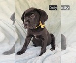 Small #2 Cane Corso