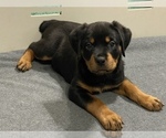 Small Photo #2 Rottweiler Puppy For Sale in NORMAL, IL, USA