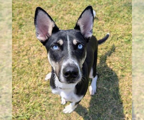 Medium Photo #3 Huskies -Unknown Mix Puppy For Sale in Houston, TX, USA