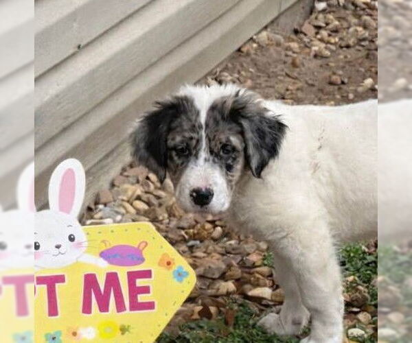 Medium Photo #3 Borador Puppy For Sale in Yardley, PA, USA