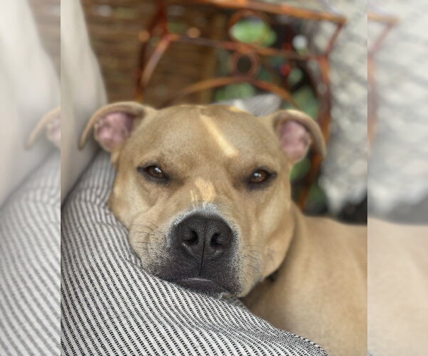 Medium Photo #3 Mutt Puppy For Sale in Candler, NC, USA