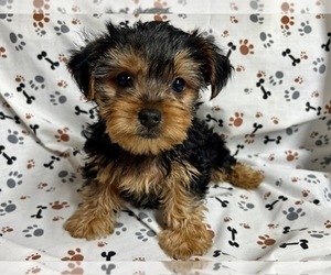 Yorkshire Terrier Puppy for sale in JONESTOWN, TX, USA
