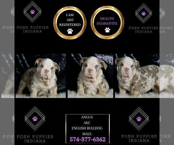 Medium Photo #7 English Bulldog Puppy For Sale in WARSAW, IN, USA