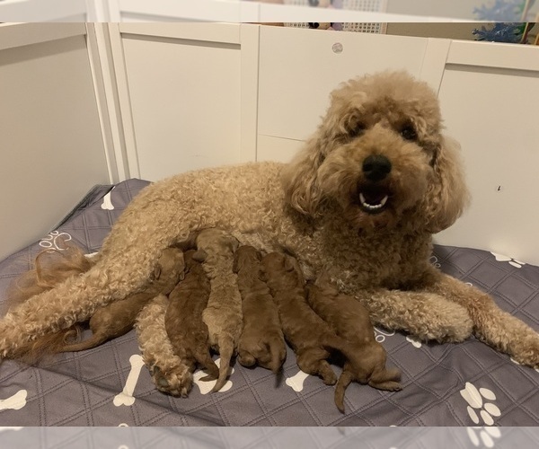 Medium Photo #1 Goldendoodle (Miniature) Puppy For Sale in CARRIERE, MS, USA
