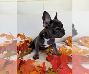 French Bulldog Puppy for sale in MORENO VALLEY, CA, USA