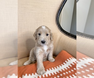 Golden Retriever-Goldendoodle Mix Puppy for sale in GRANITE BAY, CA, USA