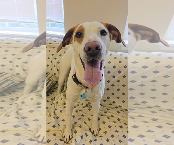 Medium Photo #4 Pointer-Unknown Mix Puppy For Sale in Rockaway, NJ, USA