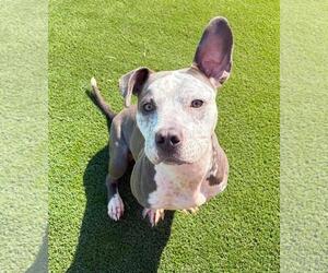 Bulldog-Unknown Mix Dogs for adoption in Rockwall, TX, USA