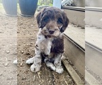 Puppy Sundae Australian Labradoodle