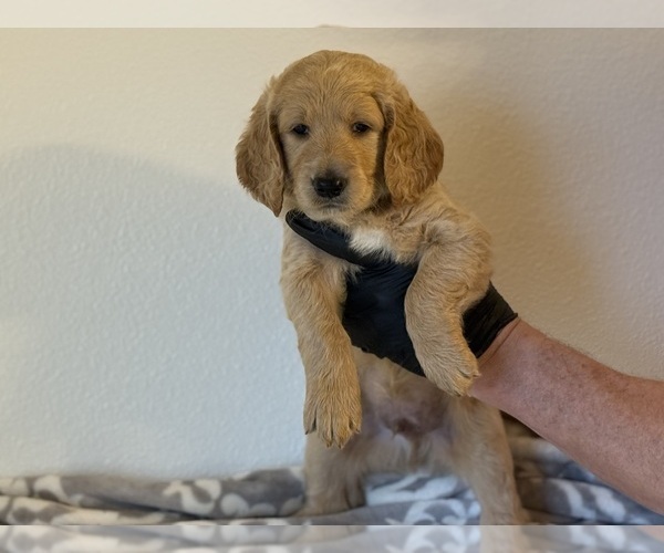 Medium Photo #2 Goldendoodle Puppy For Sale in VALENCIA, CA, USA