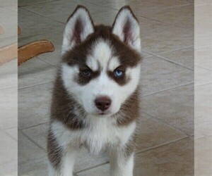 Siberian Husky Puppy for sale in DANVILLE, PA, USA