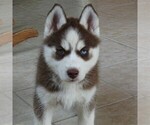 Small Photo #1 Siberian Husky Puppy For Sale in DANVILLE, PA, USA
