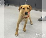 Small Labrador Retriever-Retriever  Mix
