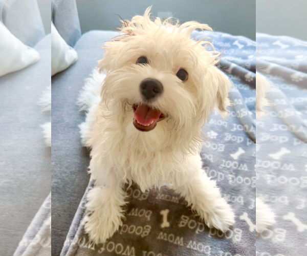 Medium Photo #4 Maltipoo Puppy For Sale in Corona, CA, USA