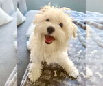 Small #3 Maltipoo