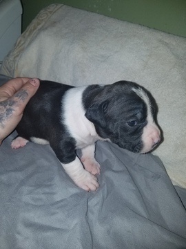 Medium Photo #3 American Pit Bull Terrier Puppy For Sale in GRIFFIN, GA, USA