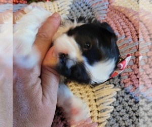 Shih-Poo Puppy for sale in HOBART, IN, USA