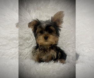 Yorkshire Terrier Puppy for sale in PEEBLES, OH, USA
