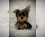 Image preview for Ad Listing. Nickname: Male yorkie