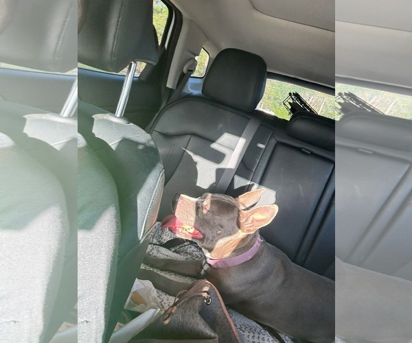 Medium Photo #8 Staffordshire Bull Terrier-Unknown Mix Puppy For Sale in Holly Springs, NC, USA