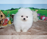 Small Photo #4 Pomeranian Puppy For Sale in DALLAS, TX, USA