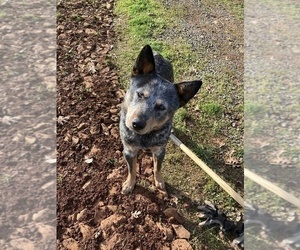 Father of the Australian Cattle Dog puppies born on 09/29/2025