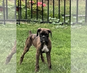 Boxer Puppy for sale in LANSING, MI, USA