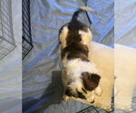 Small #3 Brittany-Spaniel Mix