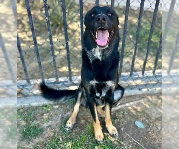 Medium Photo #1 German Shepherd Dog Puppy For Sale in Riverside, CA, USA