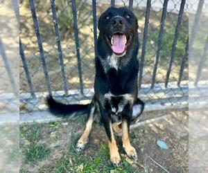 German Shepherd Dog Dogs for adoption in Riverside, CA, USA