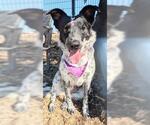 Small #2 Texas Heeler