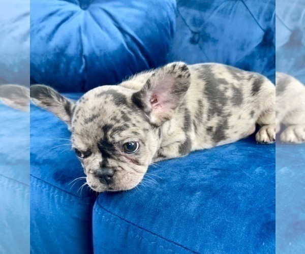Medium Photo #6 French Bulldog Puppy For Sale in JERSEY CITY, NJ, USA