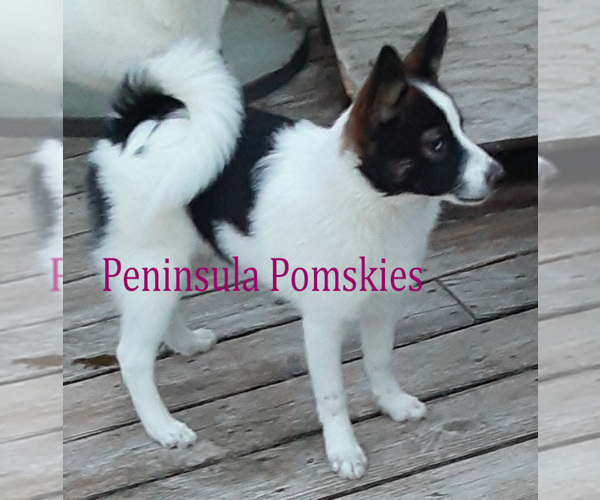Medium Photo #8 Pomsky Puppy For Sale in SEQUIM, WA, USA