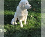 Small Photo #27 English Cream Golden Retriever Puppy For Sale in NORTHWOOD, OH, USA