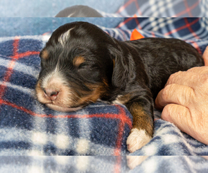 Bernedoodle (Miniature) Puppy for sale in ROY, UT, USA