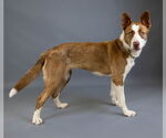 Small #13 American Pit Bull Terrier-Border Collie Mix