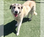 Small #1 Anatolian Shepherd-Great Pyrenees Mix
