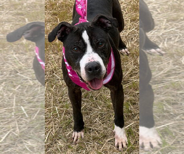 Medium Photo #4 Mutt Puppy For Sale in Tarboro, NC, USA