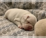 Small Photo #9 French Bulldog Puppy For Sale in LEAWOOD, KS, USA