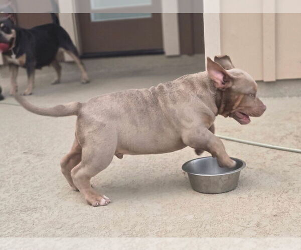 Medium Photo #34 American Bully Puppy For Sale in COPPERAS COVE, TX, USA
