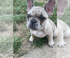 French Bulldog Dog for Adoption in CORDOVA, Illinois USA