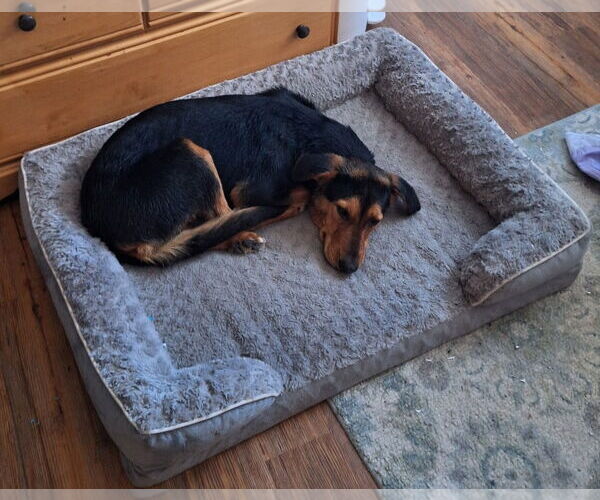 Medium Photo #3 German Shepherd Dog-Unknown Mix Puppy For Sale in Aurora, CO, USA