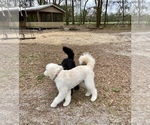 Small Photo #15 Pyredoodle Puppy For Sale in NEWBERRY, FL, USA