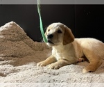 Small Photo #4 Labradoodle Puppy For Sale in COBB, WI, USA
