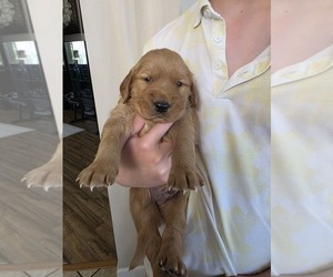 Golden Retriever Puppy for Sale in CALABASH, North Carolina USA
